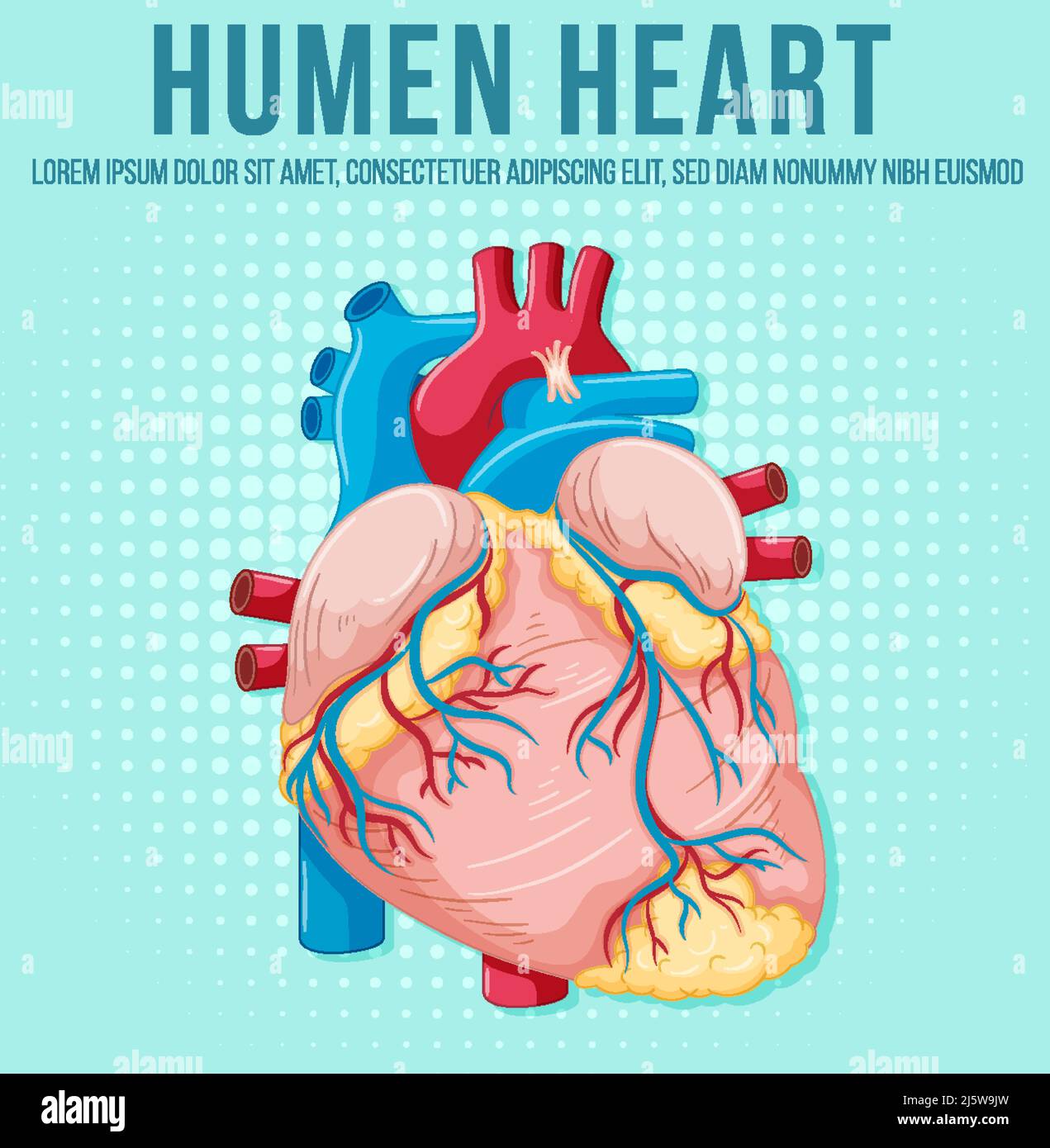 Human internal organ with heart illustration Stock Vector