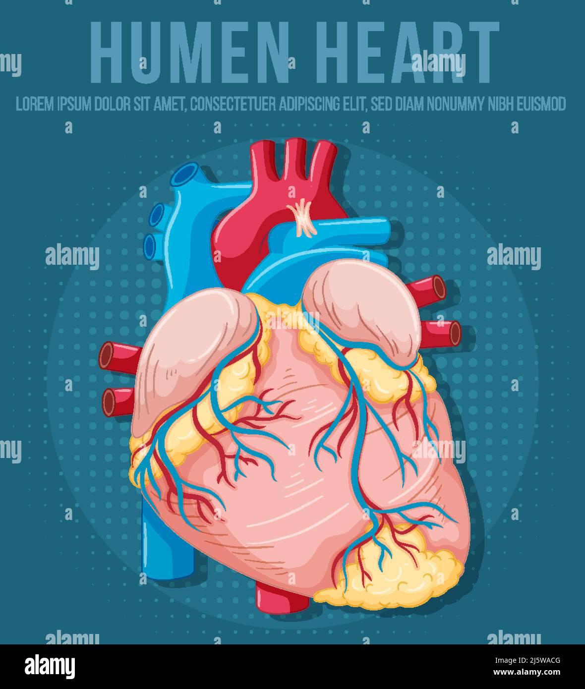 Human internal organ with heart illustration Stock Vector