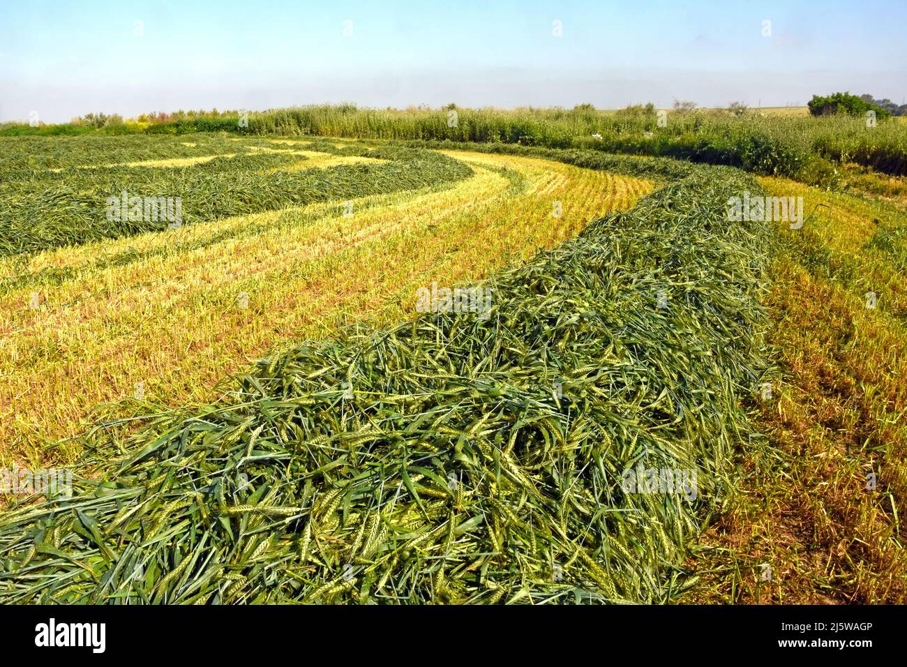 Cropped wheat Stock Photo