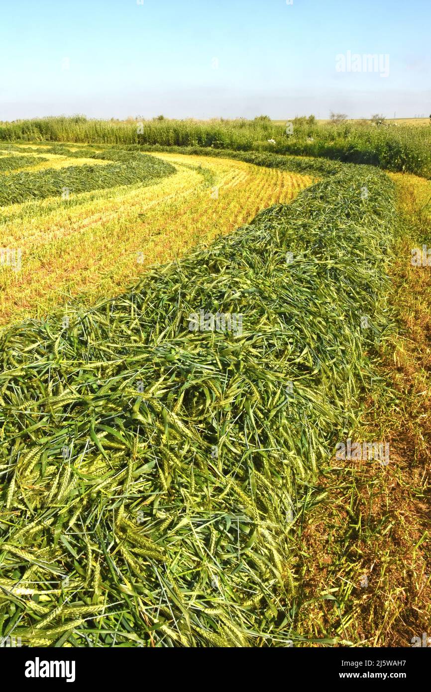 Cropped wheat Stock Photo