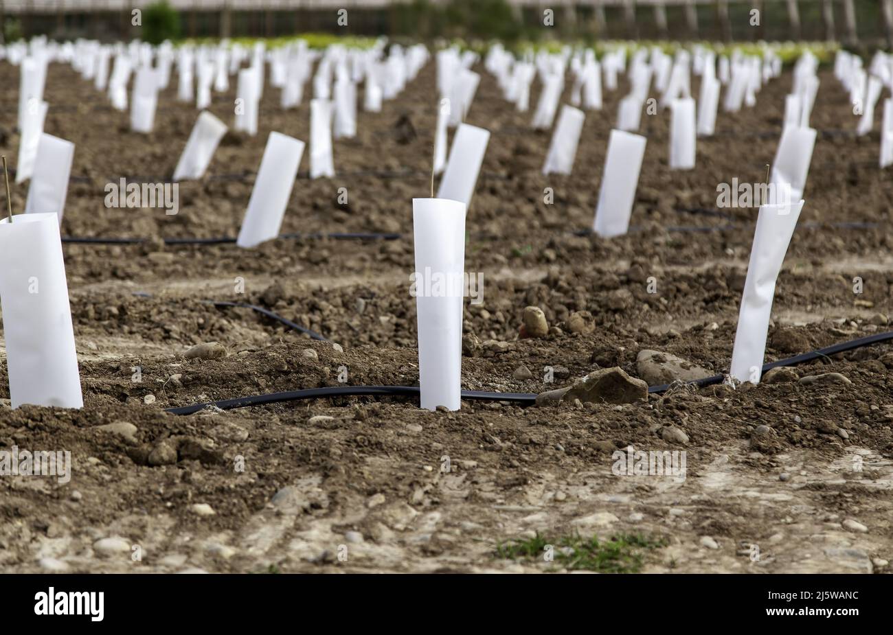 Detail of plantation of new olive trees in the field, olive and oil industry Stock Photo