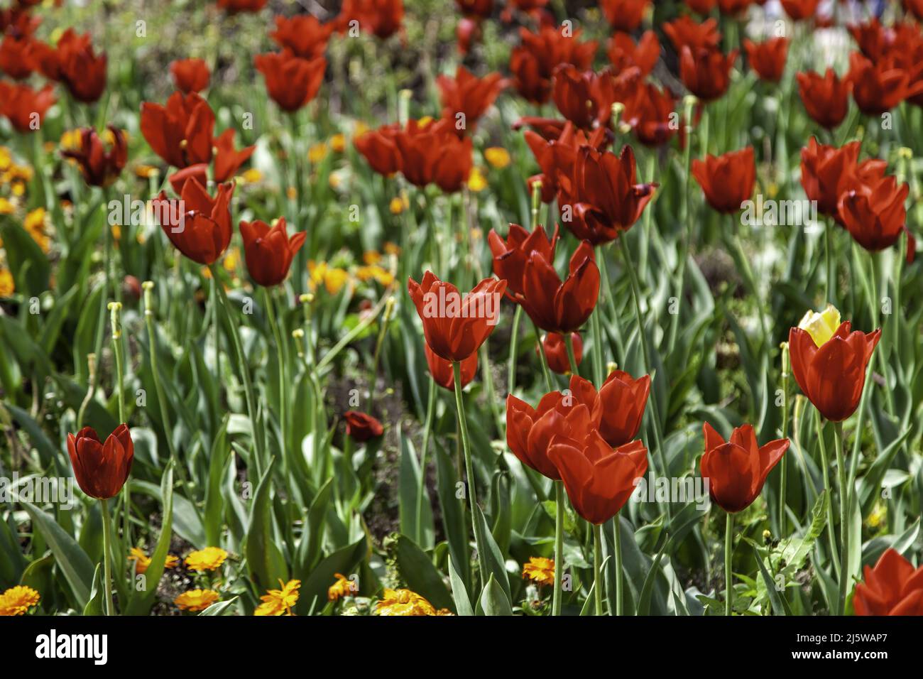 Dutch Floriculture Dutch floral industry hi-res stock photography and images - Alamy