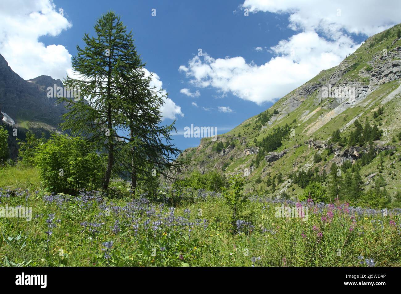 Sea Holly - Eryngium - flowers in a french alpine valley, landscape Stock Photo