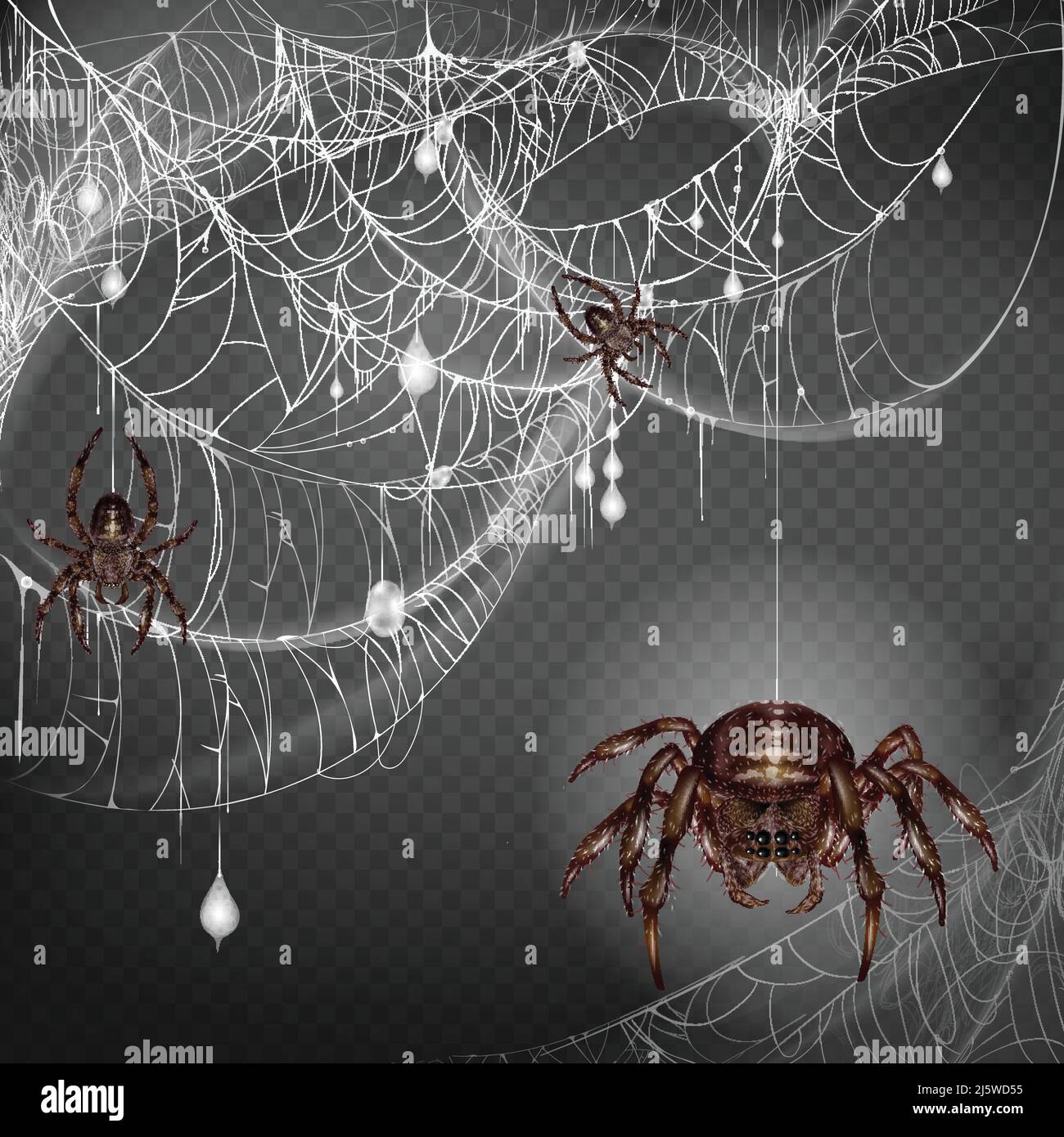 Nest of dangerous and scarifying spiders 3d realistic vector with poisonous big and small arthropods hanging on web string, climbing on lace with hunt Stock Vector