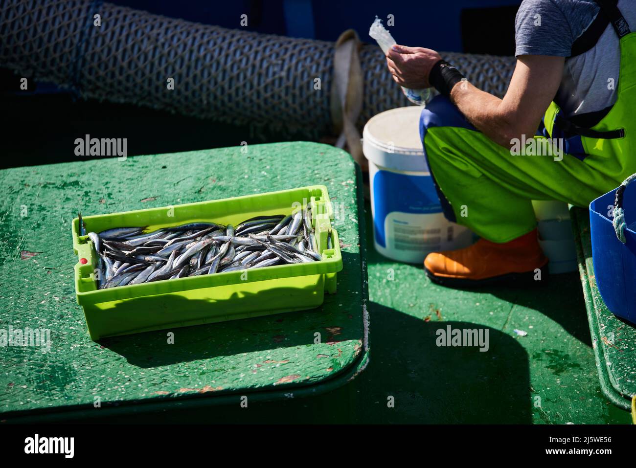 Freshly caught anchovies on the fishing boat, Bermeo, Biscay, Basque Country, Euskadi, Euskal Herria, Spain, Europe. Stock Photo