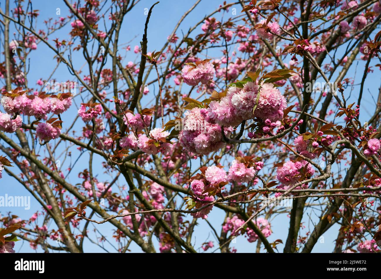 Pink blossom on flowering cherry tree. Stock Photo