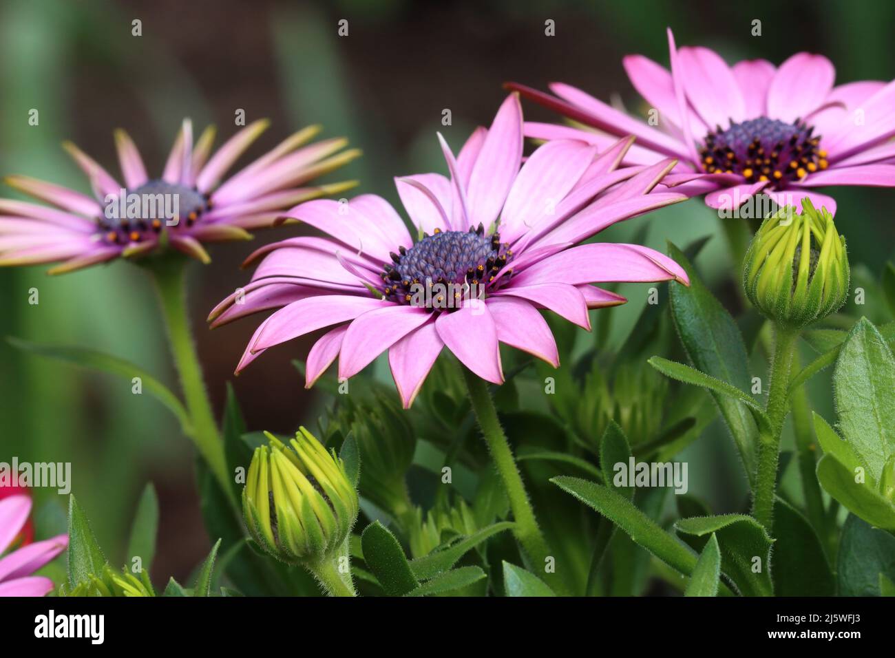 Light purple flower hi-res stock photography and images - Alamy