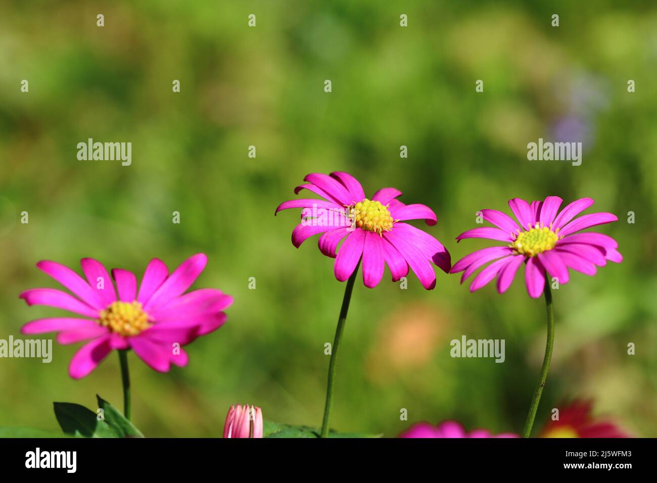 close-up of three delicate pink brachyscome multifidia flowers against a natural blurry background, selective focus, copy space Stock Photo