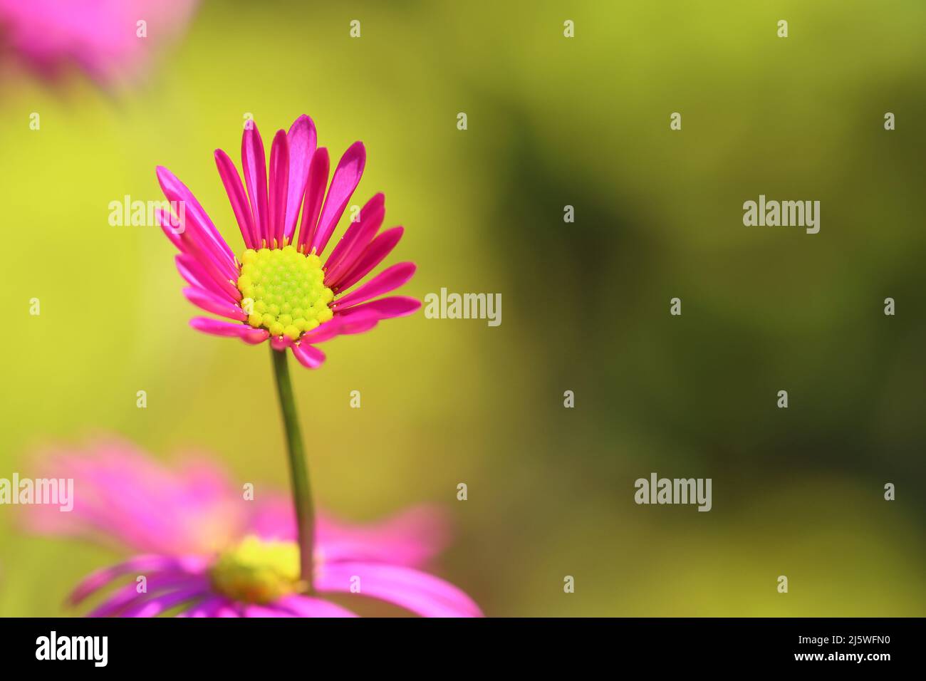 close-up of a small delicate pink brachyscome flower against a green blurred background, copy space Stock Photo