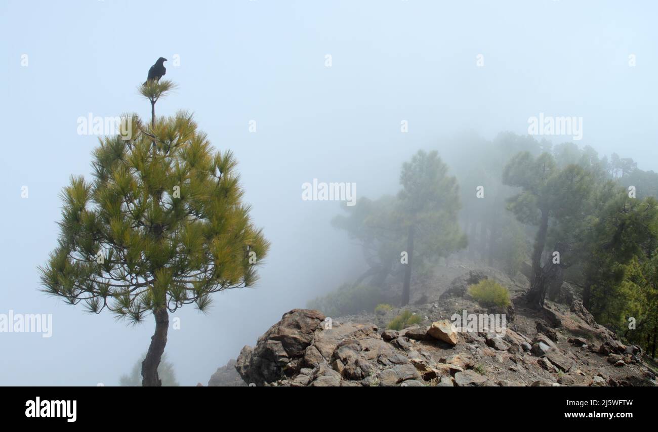 A large raven perched on a pine tree on a foggy day Stock Photo