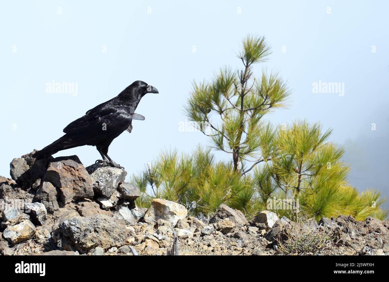 Close up of large raven perched on a rock on a windy day Stock Photo
