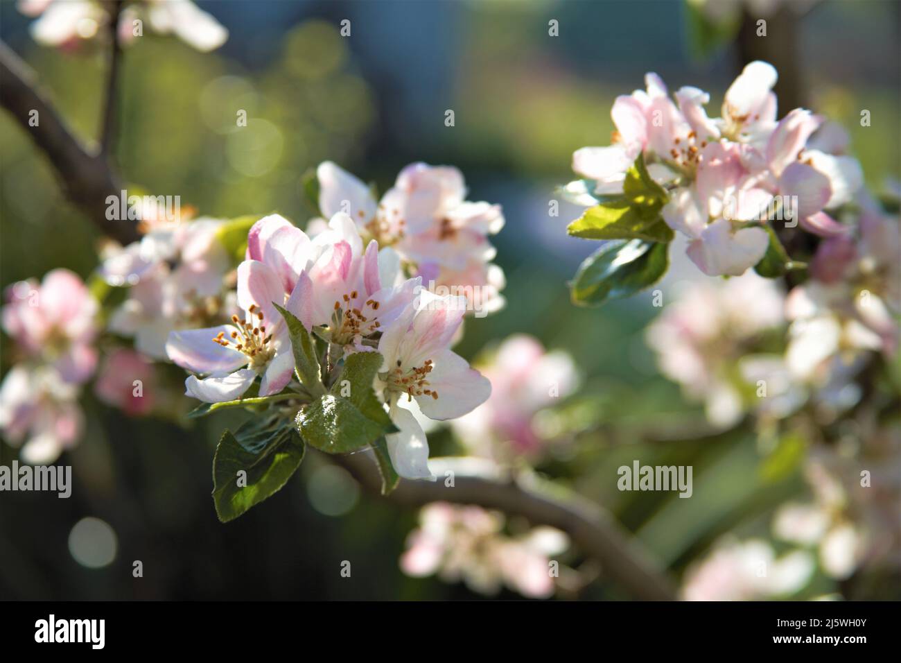 apple tree flower blooming Stock Photo Alamy