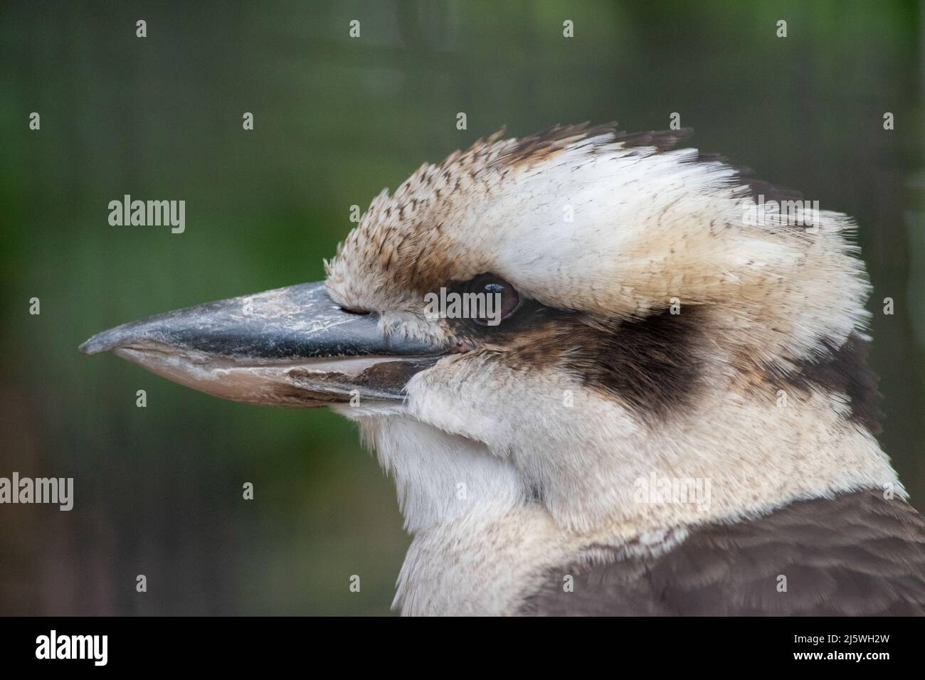 The laughing kookaburra (Dacelo novaeguineae) is a bird in the kingfisher subfamily Halcyoninae. It is a large robust kingfisher with a whitish head a Stock Photo