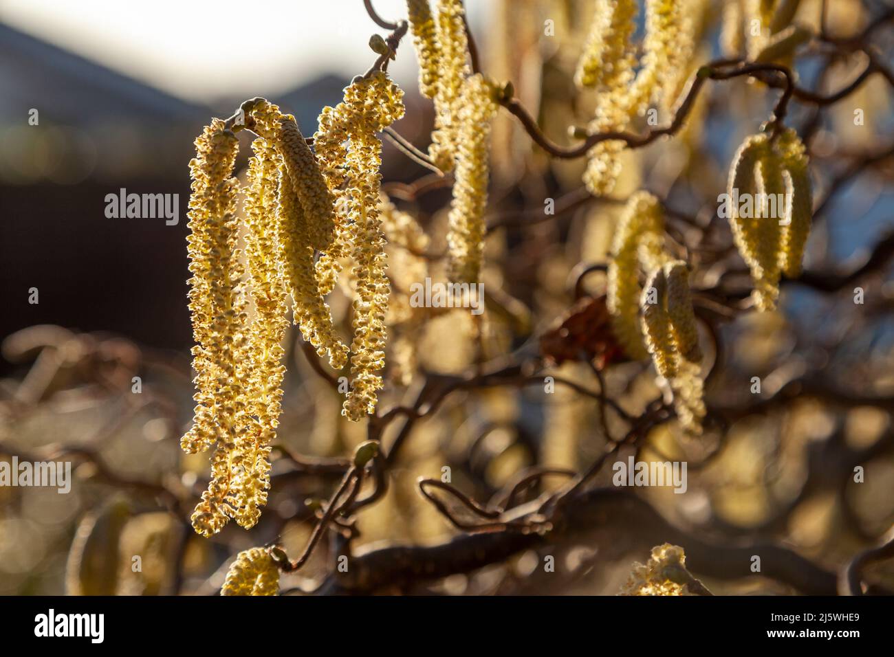 Corkscrew hazel in spring with Catkins Stock Photo