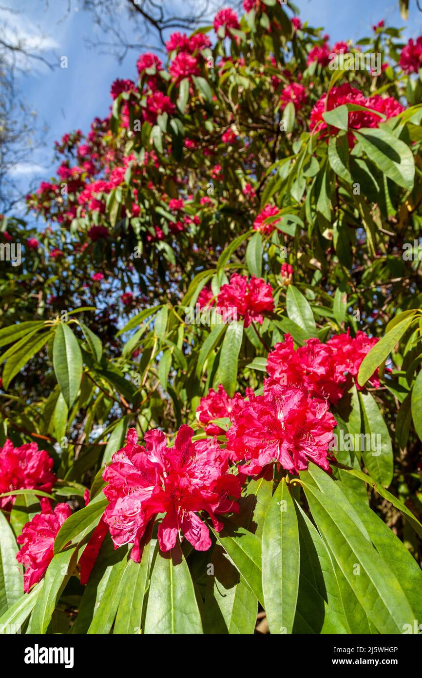 Red Rhododendron bush in flower in Scotland, April. Stock Photo