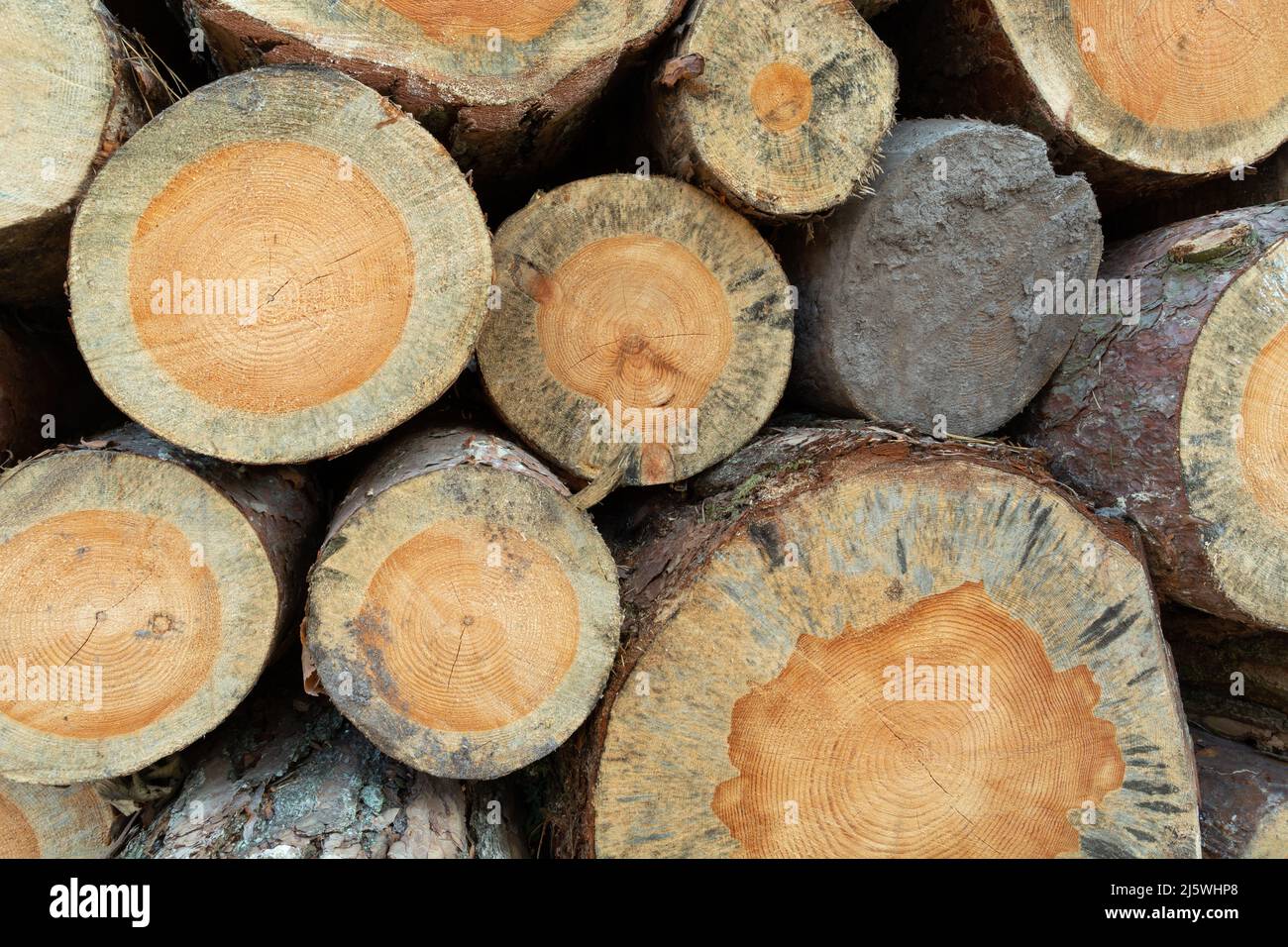 Cut tree trunks on a pile, wood texture Stock Photo