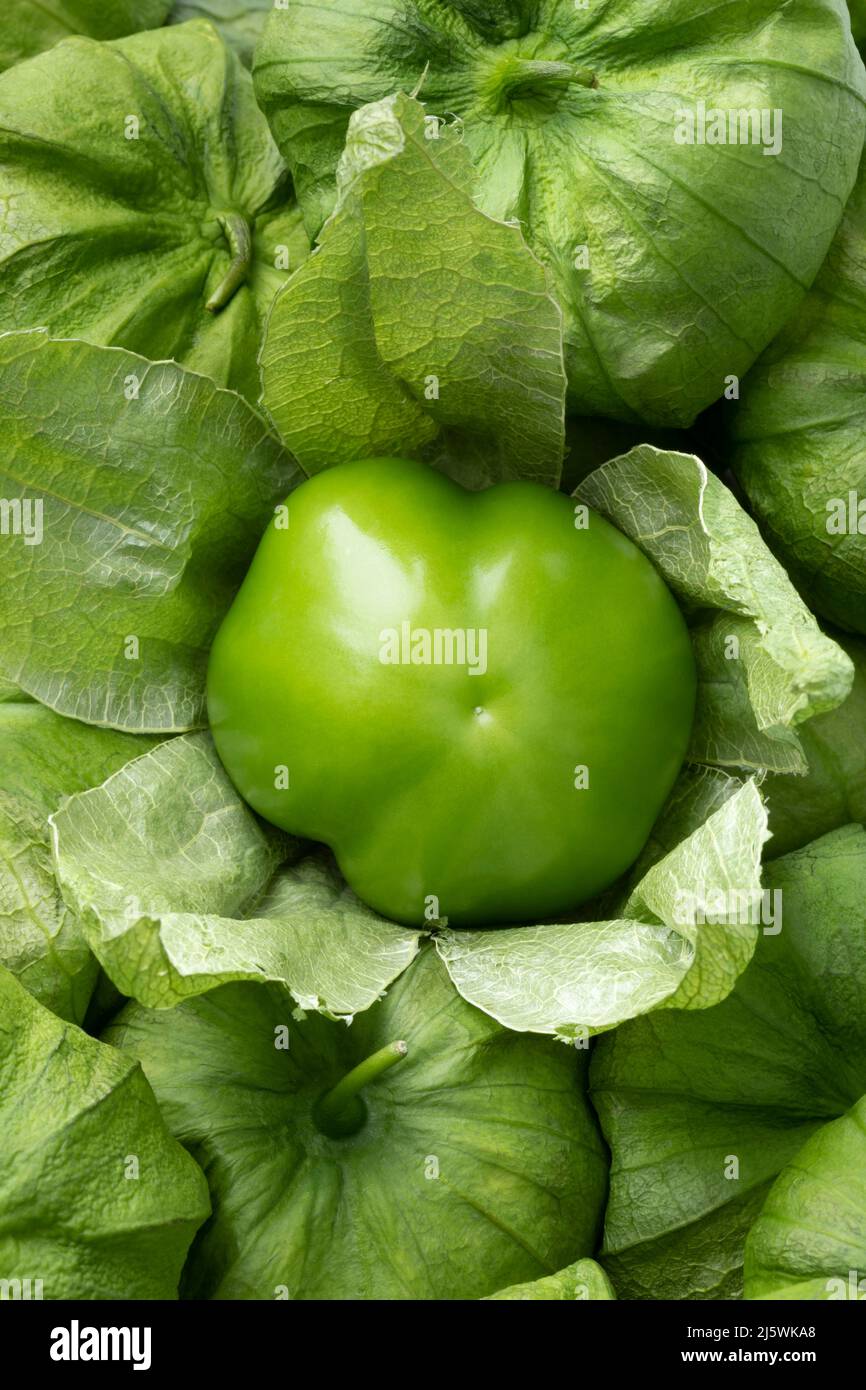 Single fresh peeled green Mexican tomatillo in a husk close up Stock Photo