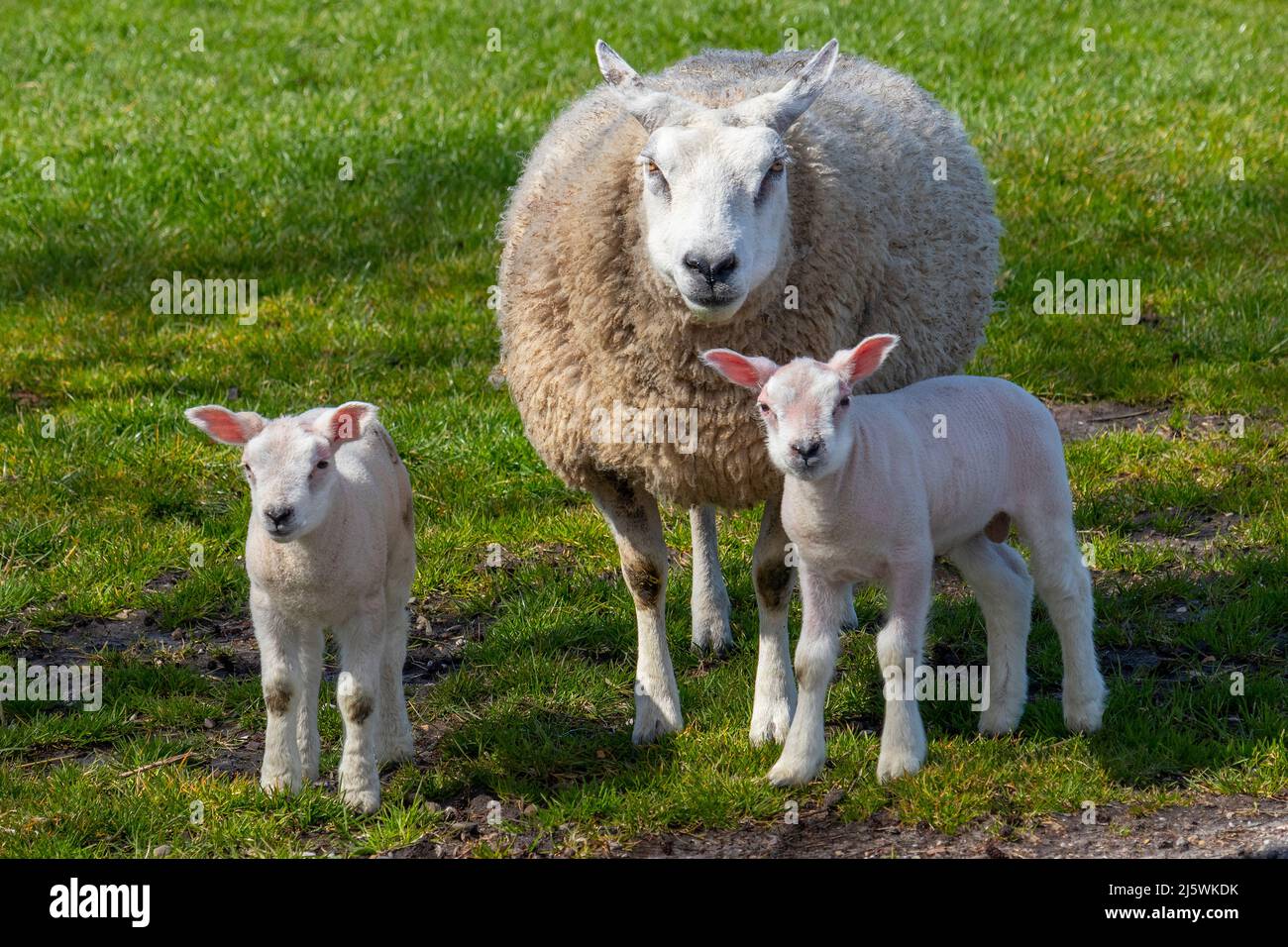 Mother sheep and a pair of white fluffy lambs in the meadow Stock Photo ...