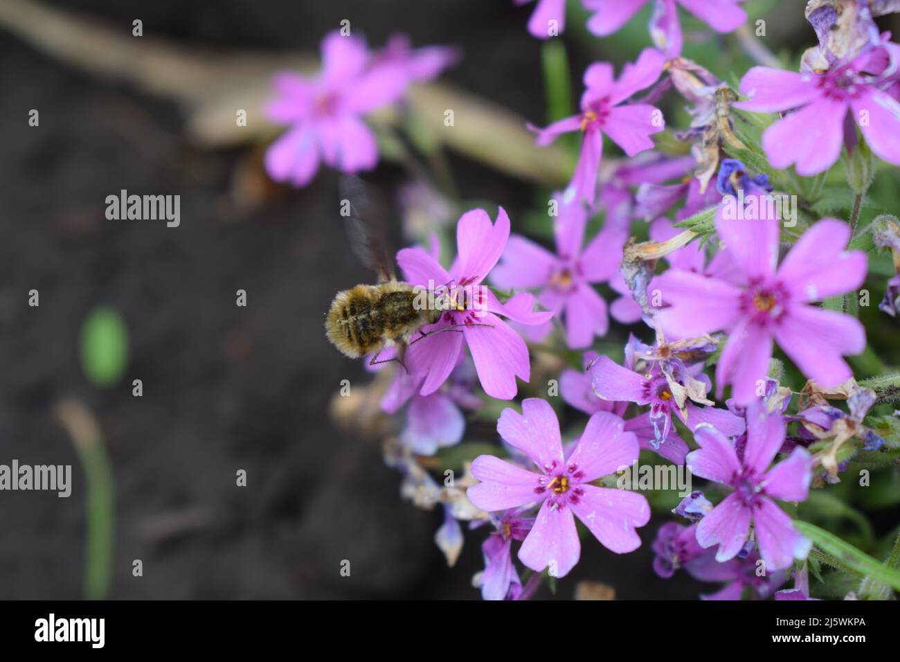 Large bee-fly (Bombylius major), drinking nectar from Flower Carnation gratianopolitanus Firewitch with lilac petals. Dianthus chinensis flower pink b Stock Photo