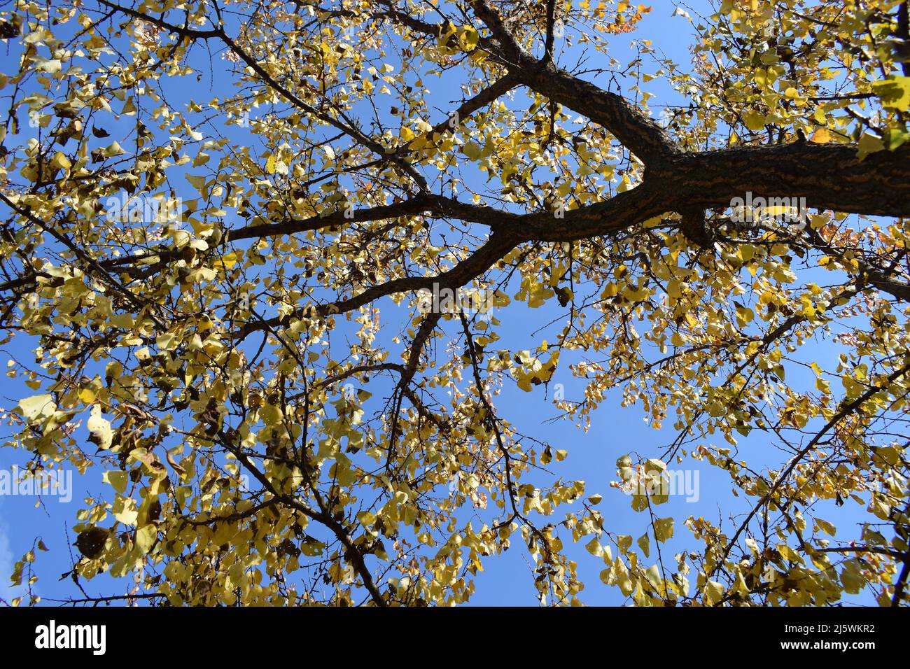 Autum picture of yellow colored leaves on a branches with blue sky in the background. Nice colorful leafs on the beautiful blue sky. Autumn leaves bac Stock Photo
