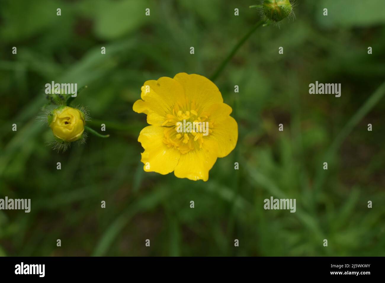 Ranunculus acris (meadow buttercup, tall buttercup, giant buttercup