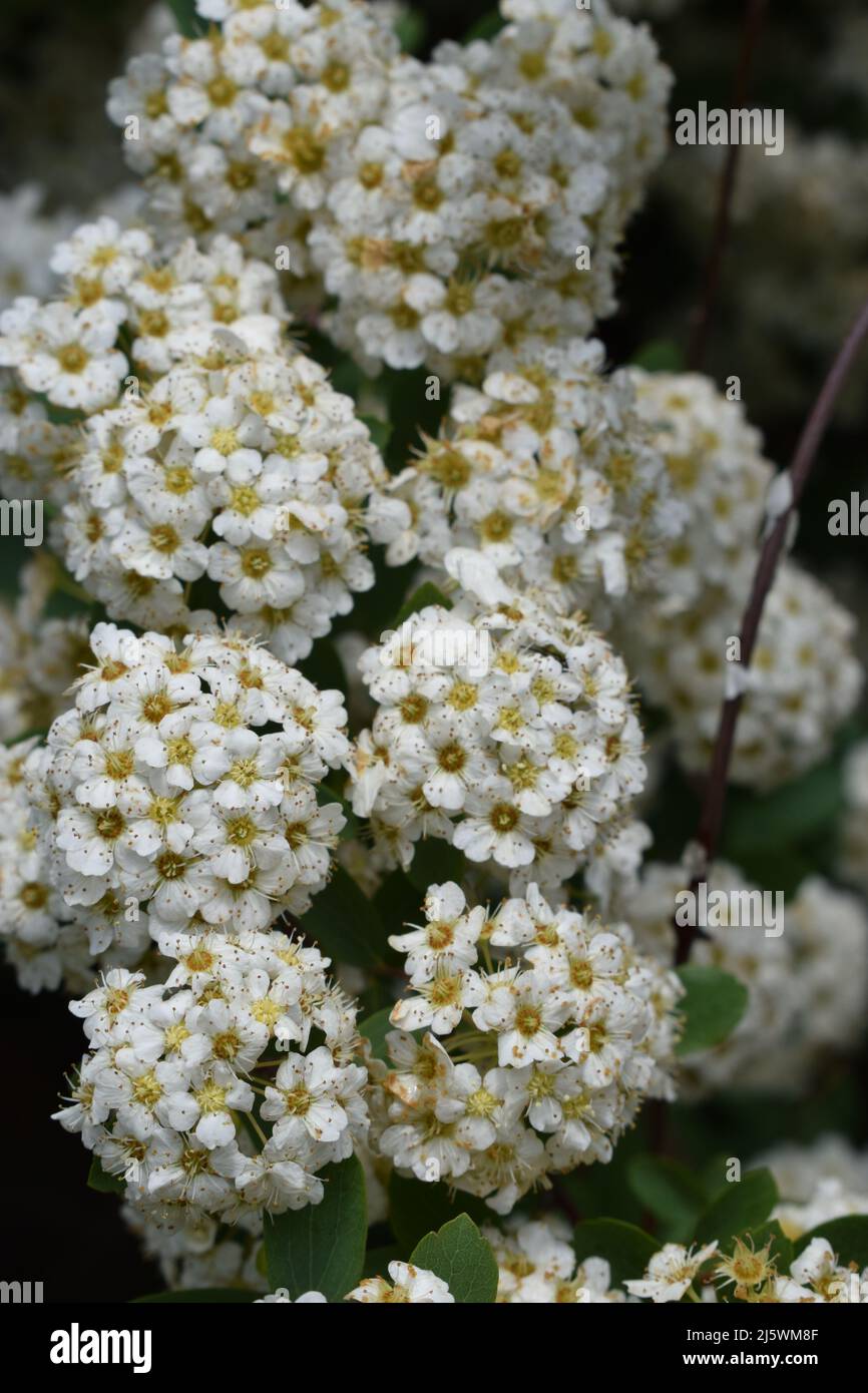 Spiraea the ornamental shrub blooms with white flowers. Blossoming