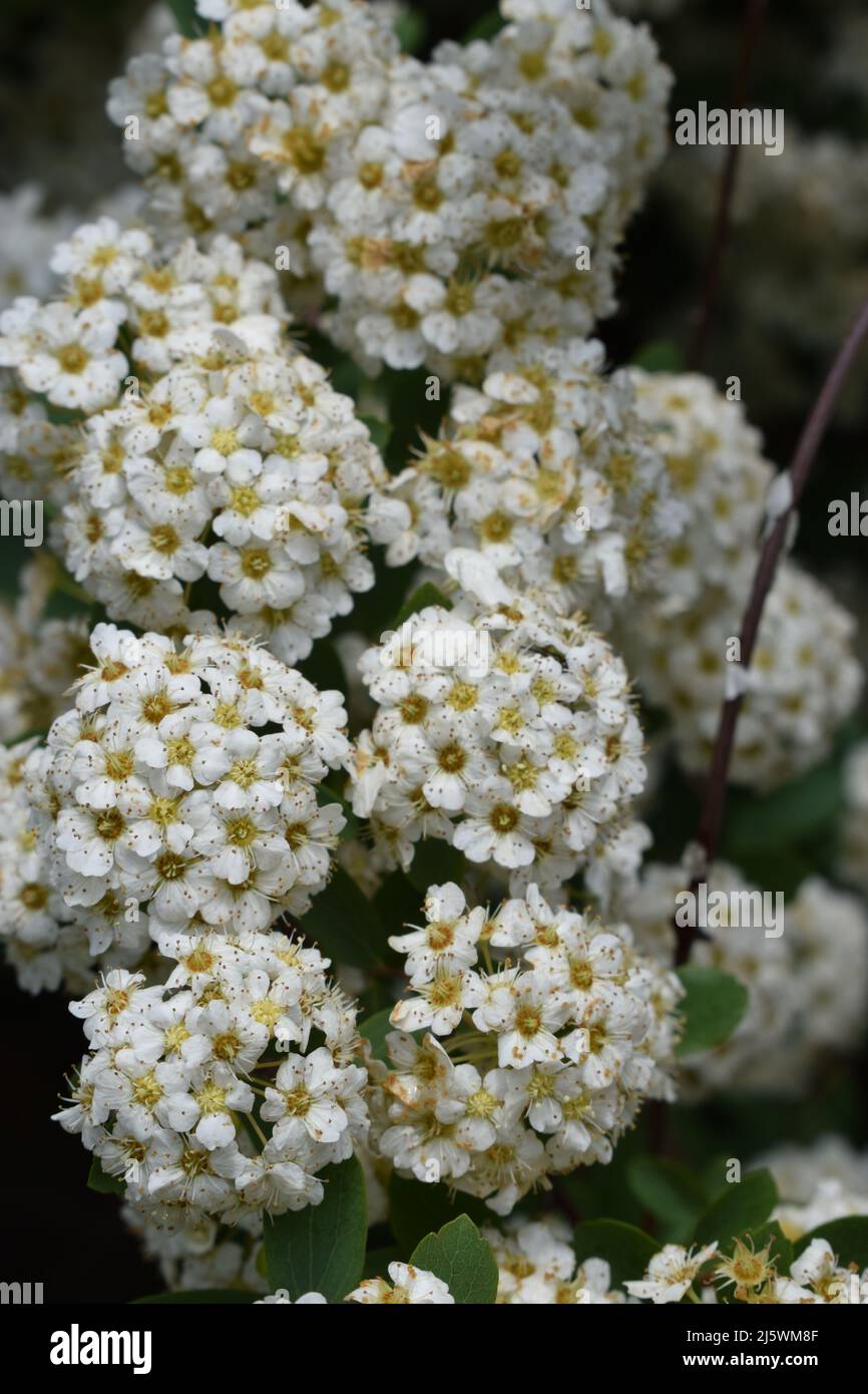 Spiraea - the ornamental shrub blooms with white flowers. Blossoming white Spirea. Spiraea nipponica bush. Stock Photo