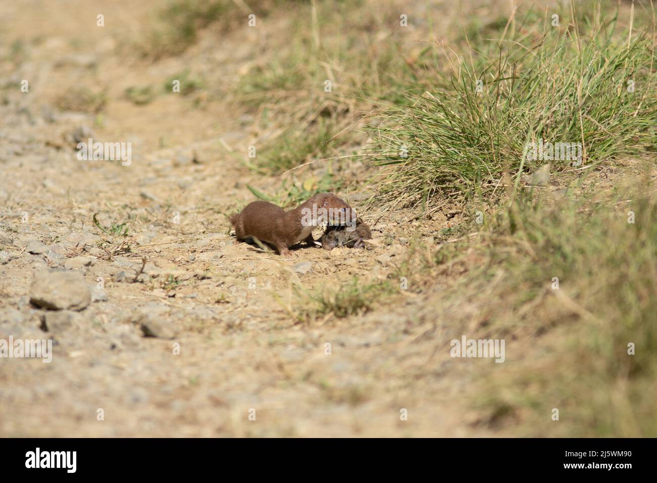 Une belette avec une proie , sur un chemin Stock Photo