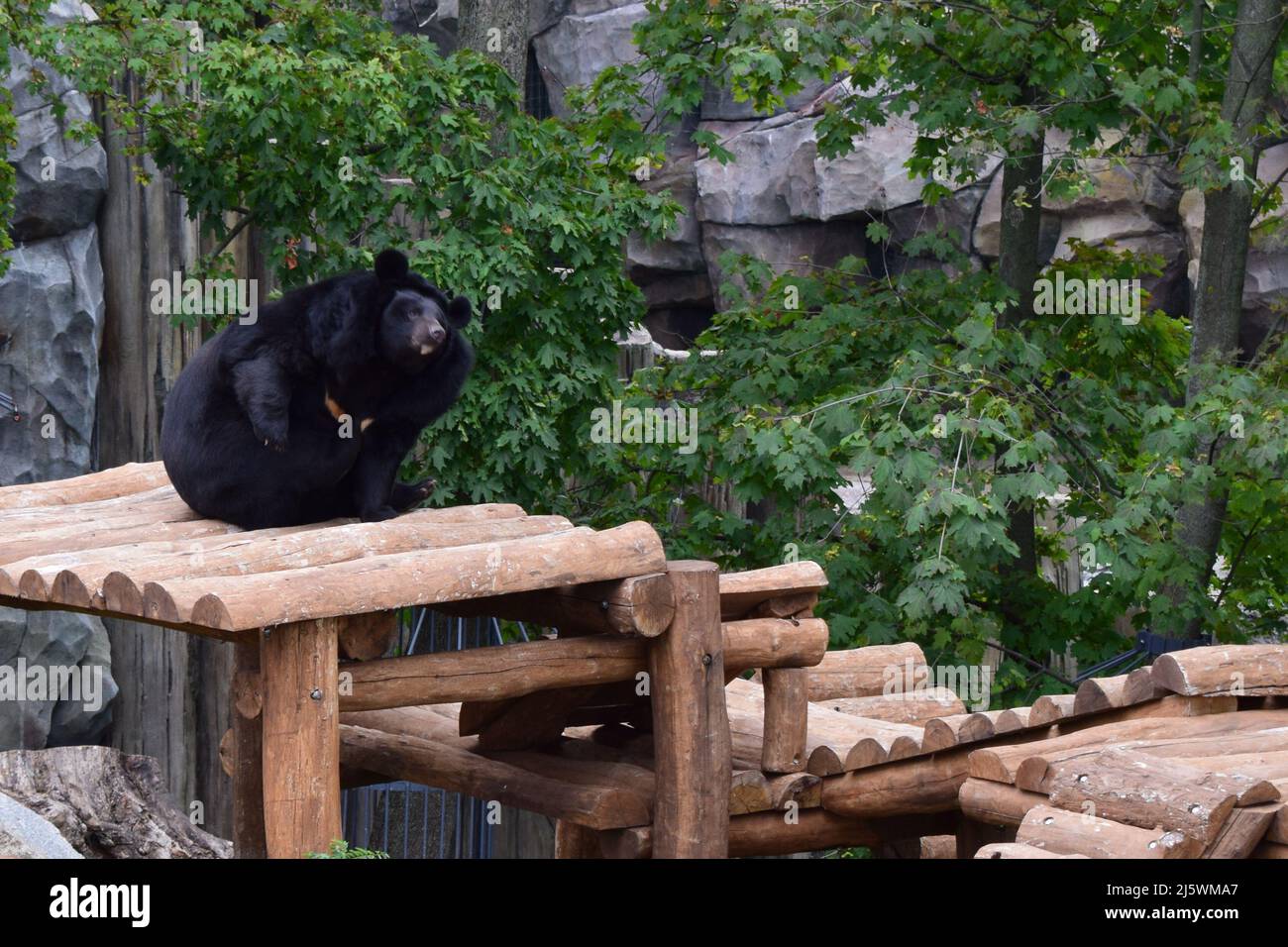 Black bear relaxed and lazy on the wooden platform in a zoo. Asian black bear (Ursus thibetanus) also known as the moon bear and the white-chested bea Stock Photo
