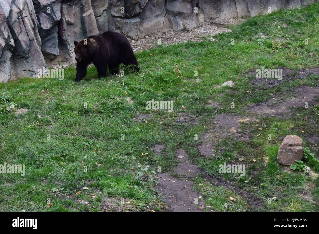 The Eurasian brown bear (Ursus arctos arctos) also known as the common brown bear, European brown bear or European bear. Stock Photo