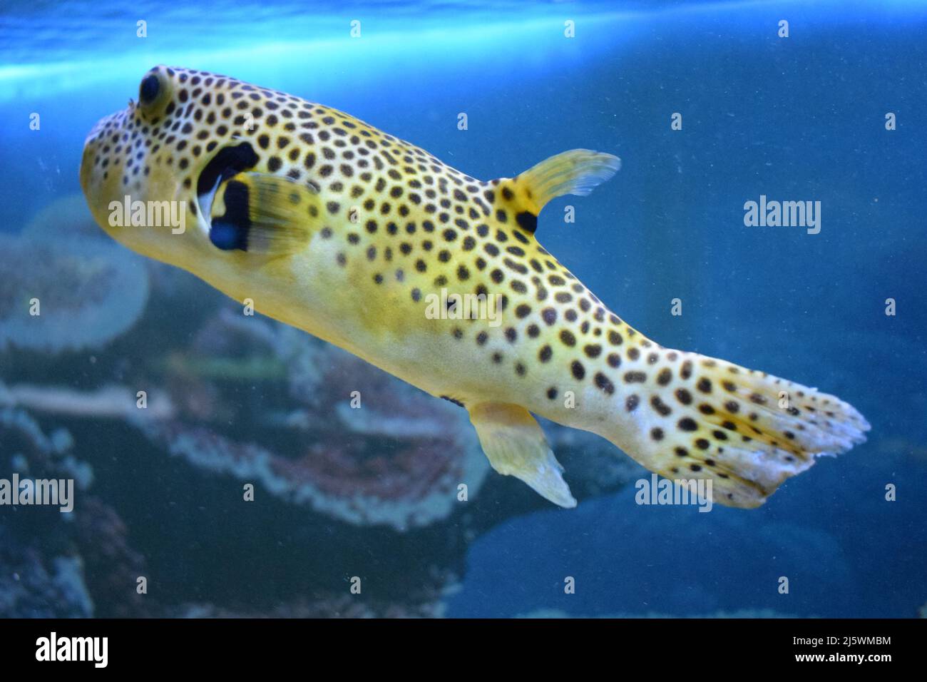 Yellow Arothron meleagris, golden puffer guineafowl puffer fish underwater. Yellow tropical fish. fugu fish. Yellow Blackspotted (or Dog Faced) (Aroth Stock Photo