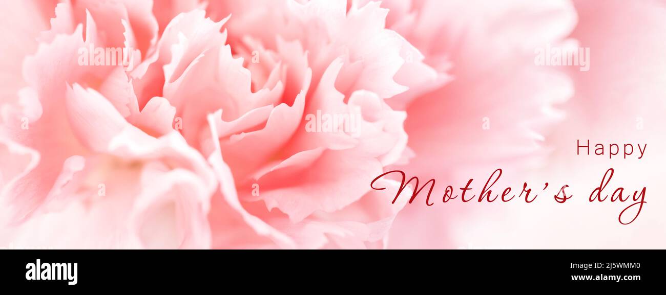 Happy Mother's Day banner with close up view of pink carnation flower. Stock Photo
