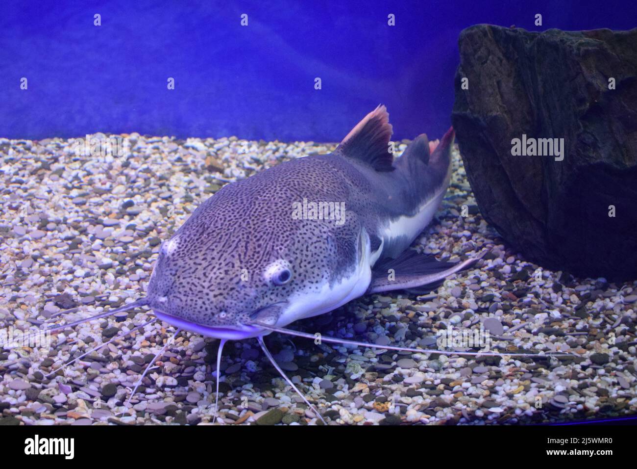 Redtail catfish (Phractocephalus hemioliopterus). Wild life animal ...