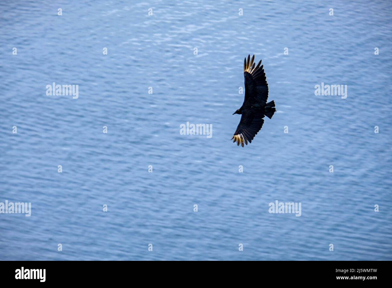 Eagle flying above the sea hi-res stock photography and images - Alamy