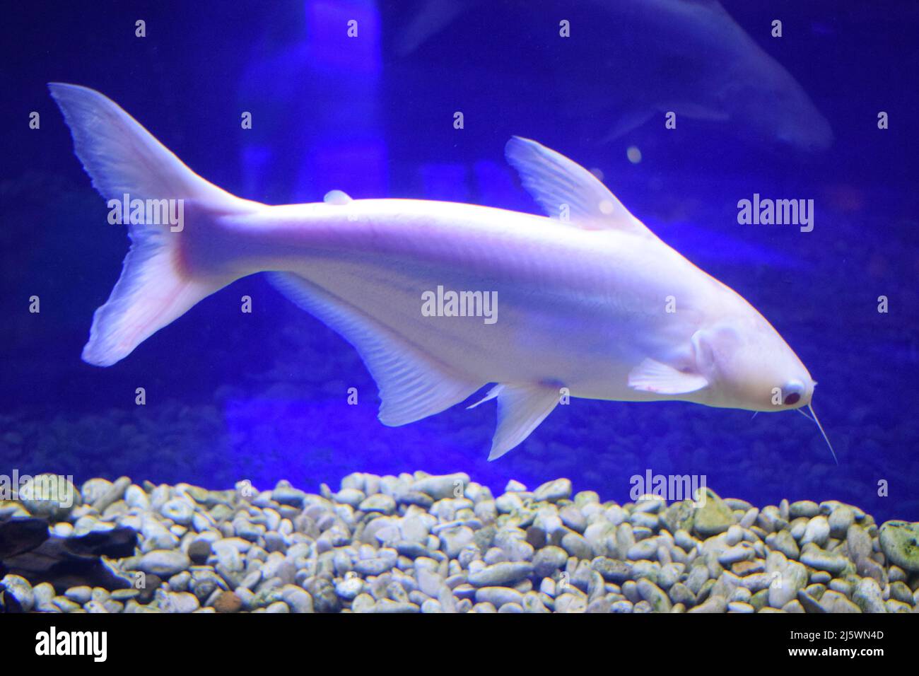 Pangasius hypophthalmus albino in aquarium Stock Photo