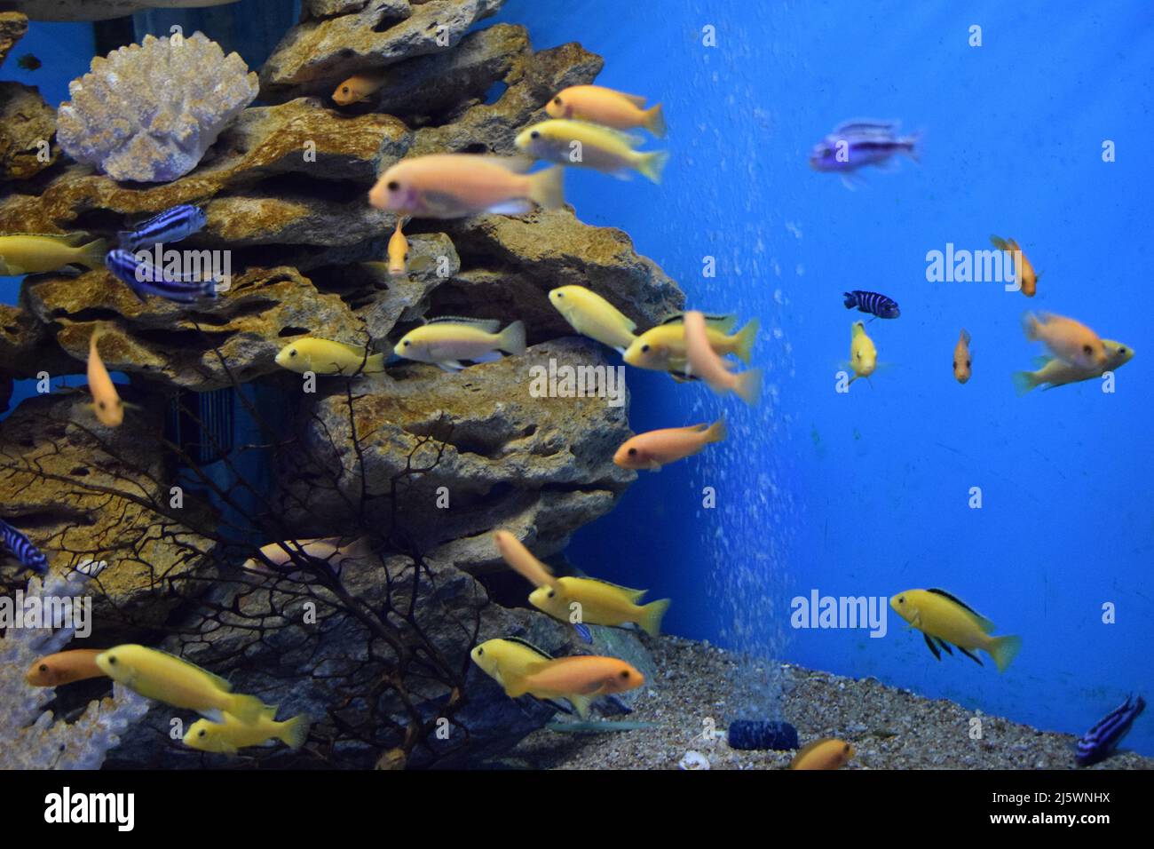 Small bright African fish Labidochromis caeruleus. Stock Photo