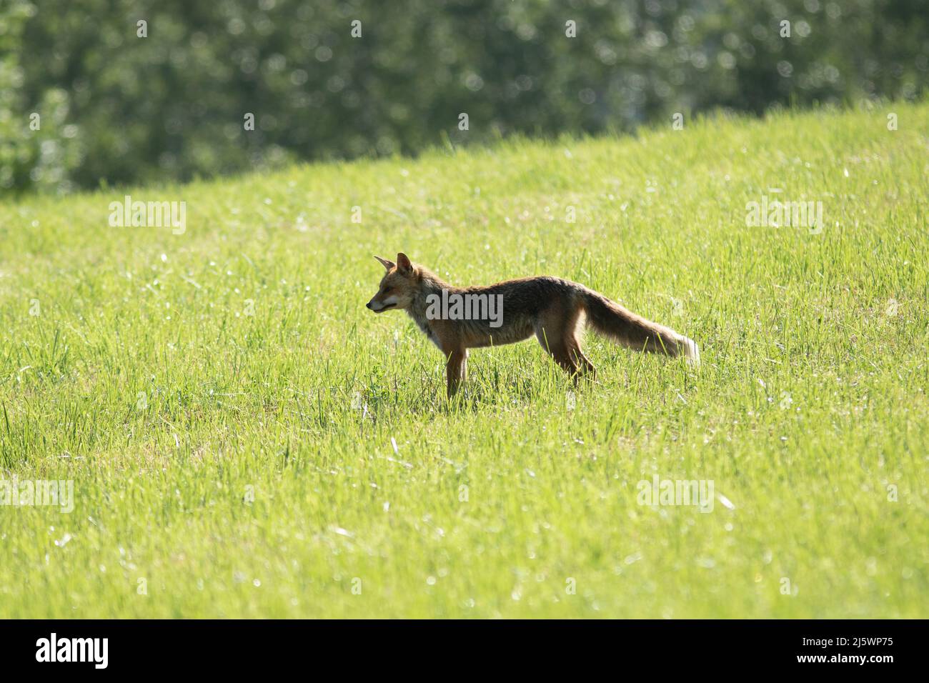 Un renard qui observe , dans les champs Stock Photo
