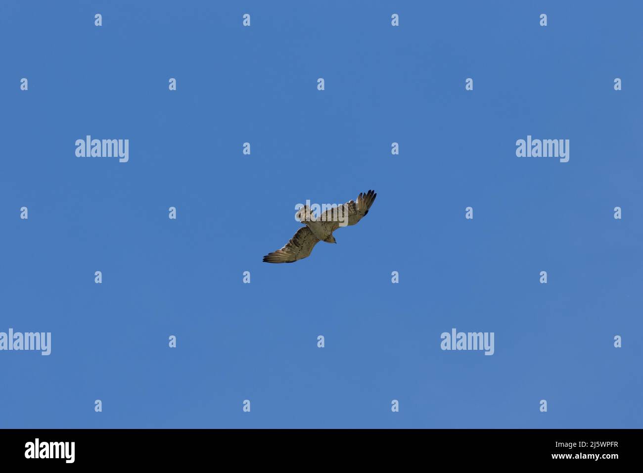 Un faucon crécelle en vol , vue du dessous sous un ciel bleu Stock Photo