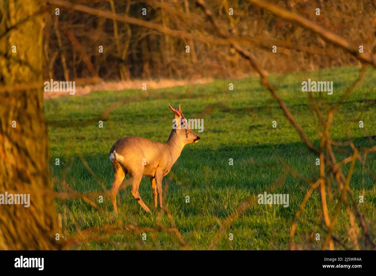 Roe deer shedding its antler skin, spring view Stock Photo