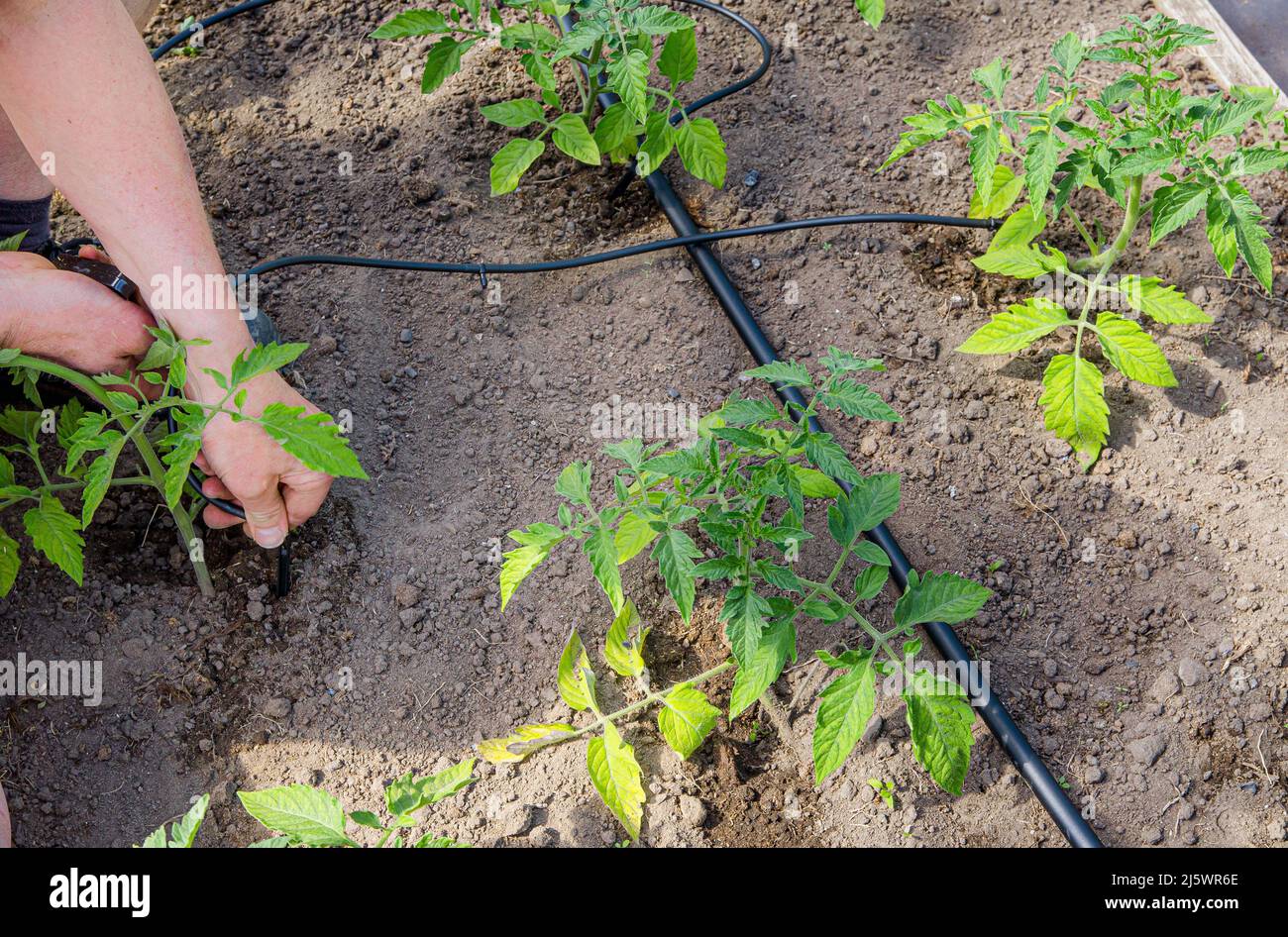 Gardener installing water dripping irrigation system in home vegetable garden, watering tomato plants in greenhouse. Stock Photo