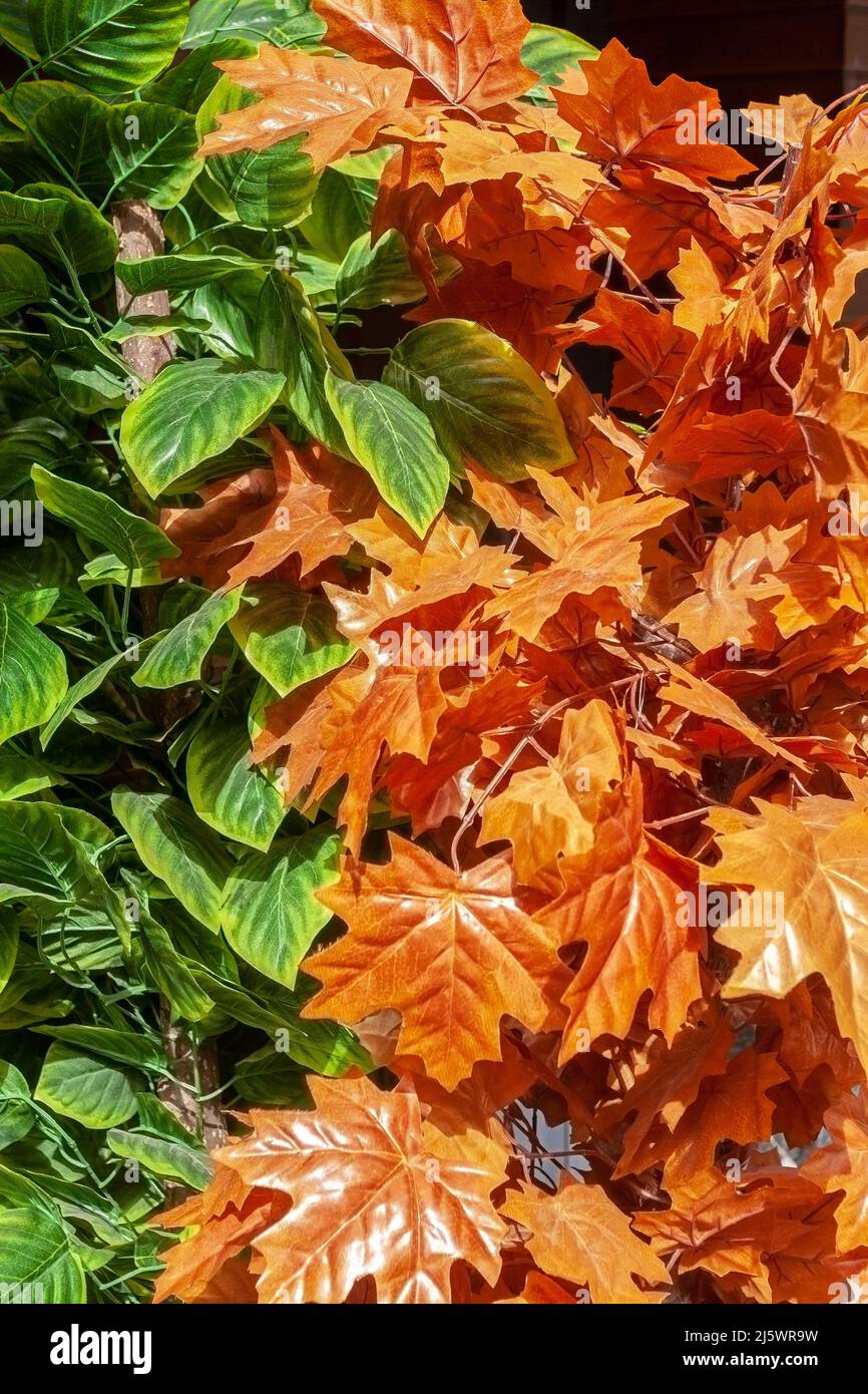Artificial red maple leaves hi-res stock photography and images - Alamy