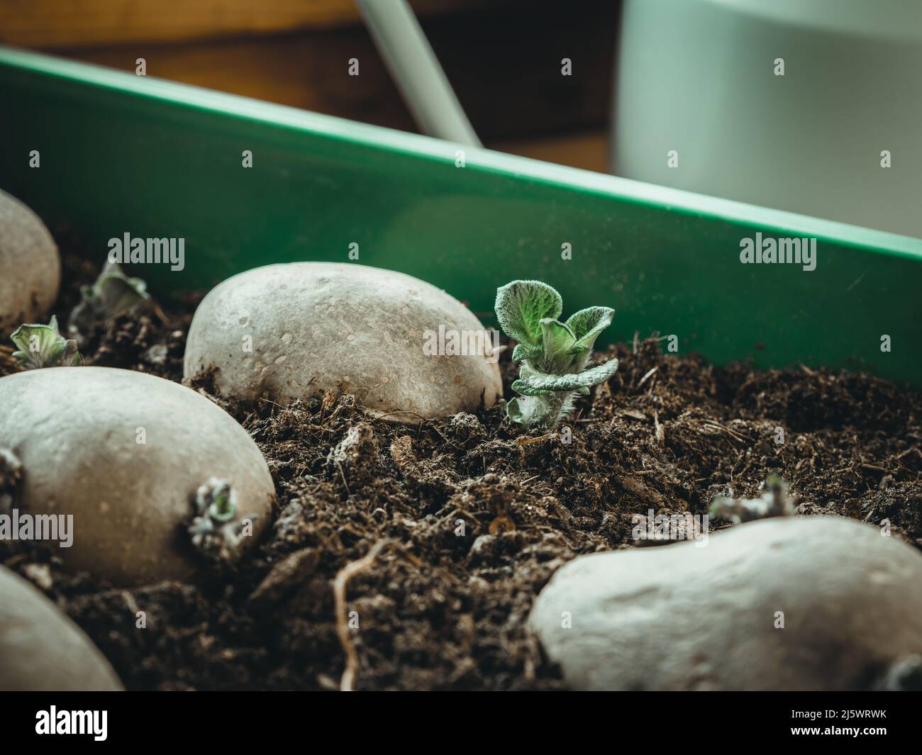 image shows how to prepare potatoes for planting; how to chit potato