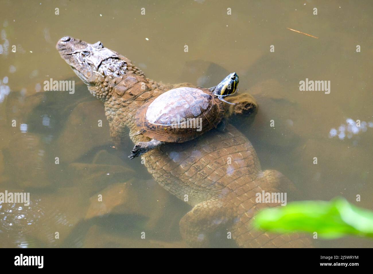 Turtle with crocodile. High quality photo Stock Photo