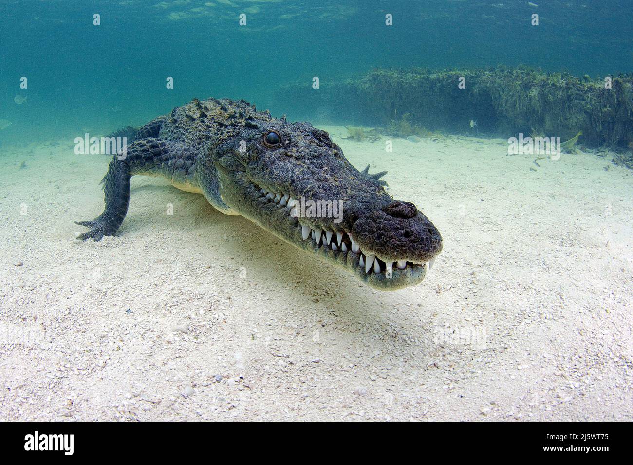 American crocodile (Crocodylus acutus), Banco Chinchorro, Quintana Roo, Mexico, America Stock Photo