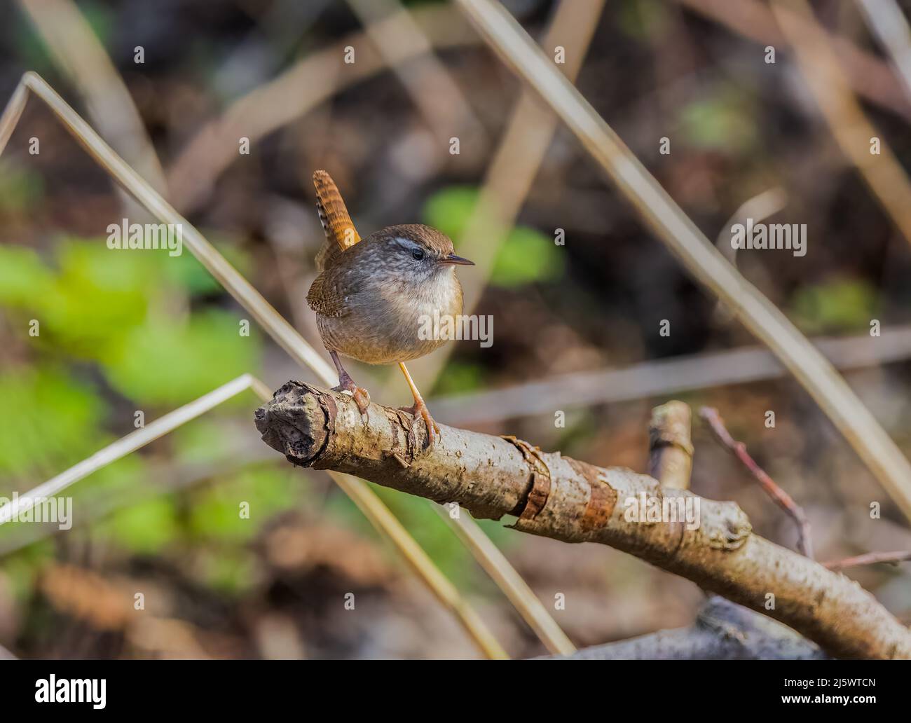 Wren (Troglodytes troglodytes) Stock Photo