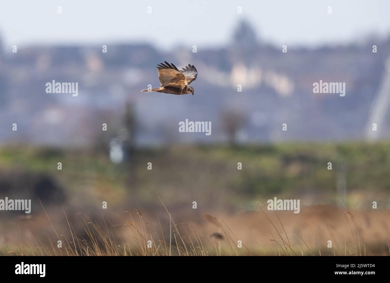 Marsh Harrier (Circus aeruginosus) Flying Low over Reed-Beds Stock Photo