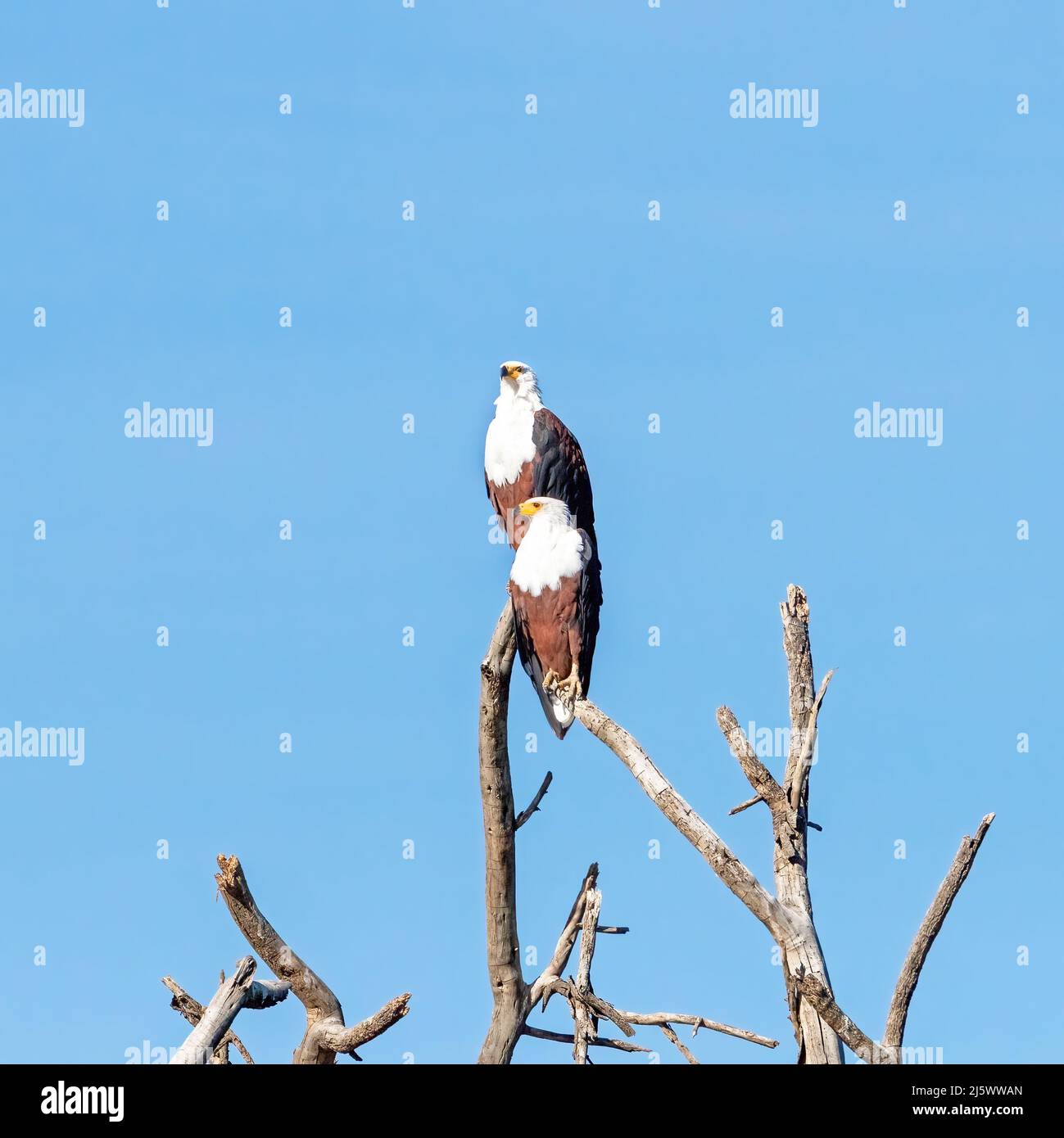 African Fish Eagles perched on a dead tree against blue sky background, in Lake Naivasha, Kenya. A freshwater bird found through sub-Saharan Africa. Stock Photo