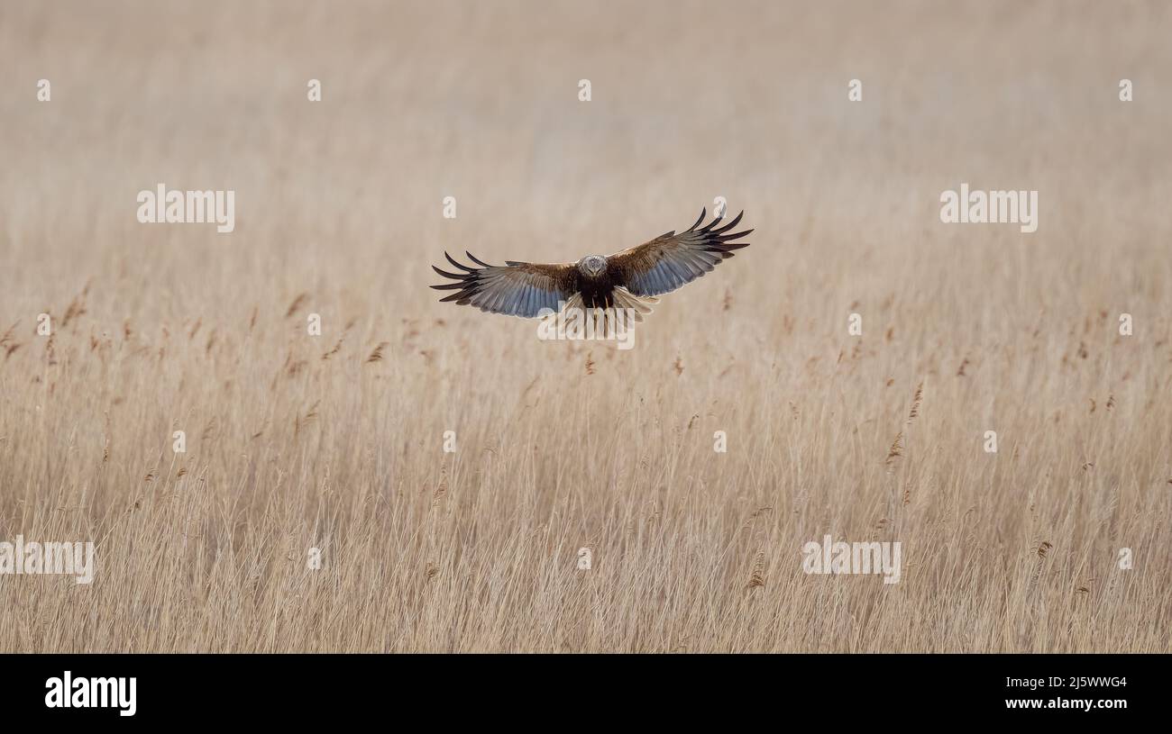 Male Marsh Harrier (circus aeruginosus) Searching for Prey Stock Photo