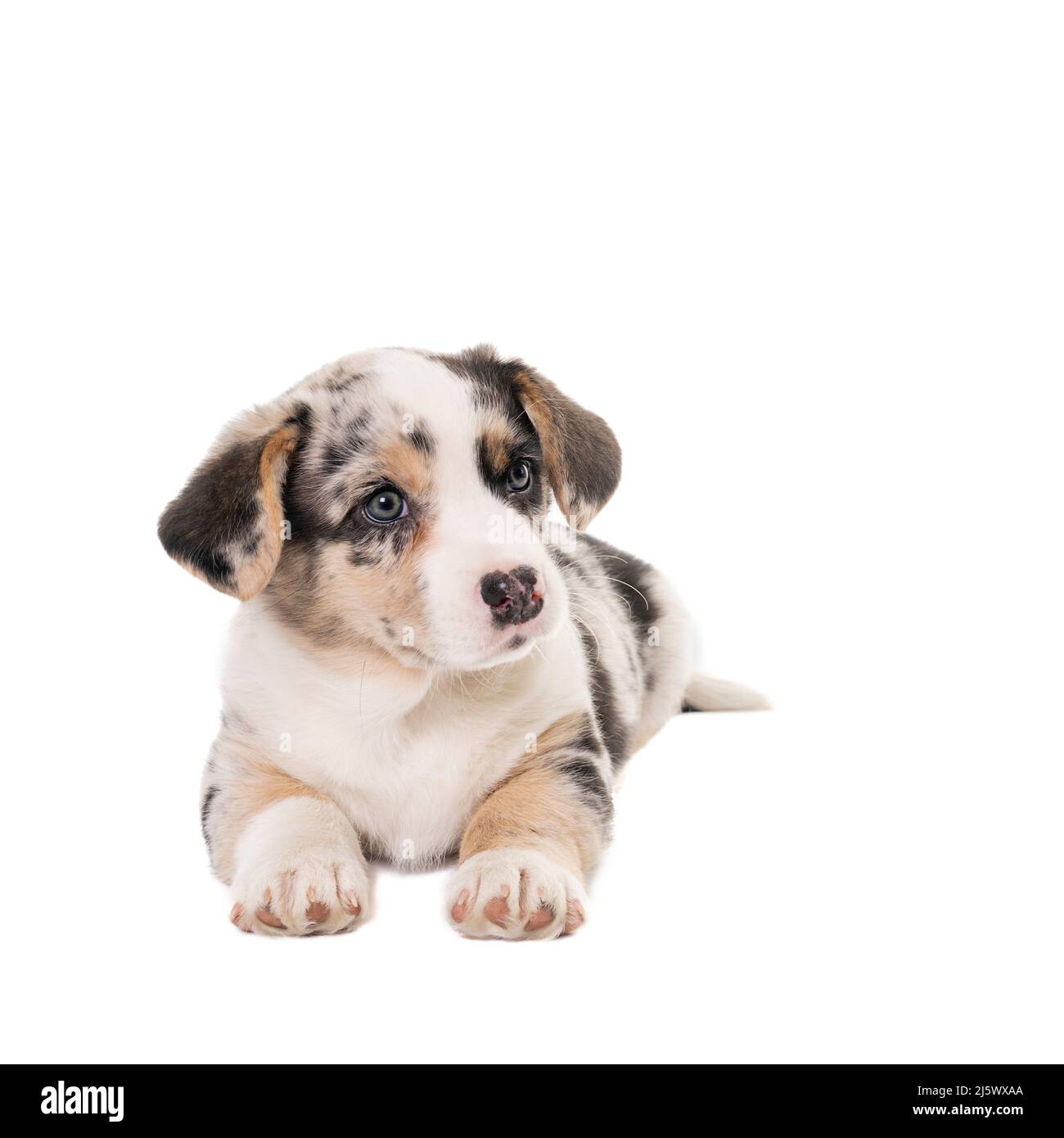 A Cardigan Corgi puppy isolated in white Stock Photo