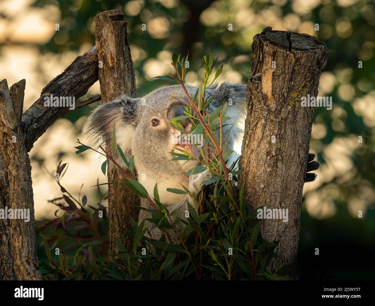 A cute little koala (Phascolarctos cinereus) sitting and eating on a tree in a zoo Stock Photo